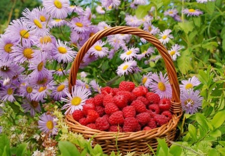 *** Basket of raspberries *** - flowers, raspberies, basket, nature