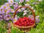 *** Basket of raspberries ***