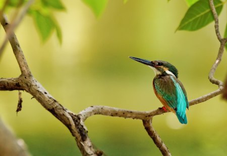 *** Kingfisher *** - animal, animals, bird, kingfisher, birds