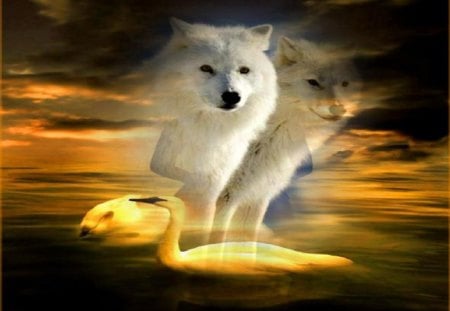 Beautiful Sunset - wolves, animals, swans, sunset, skies, abstract