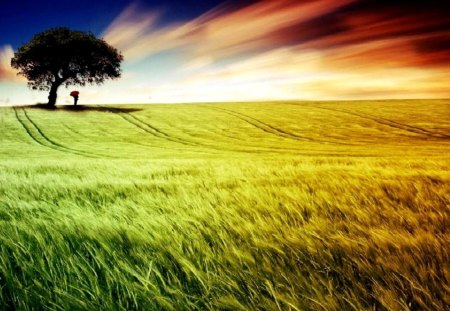 Landscape - sky, field, tree, nature, grass