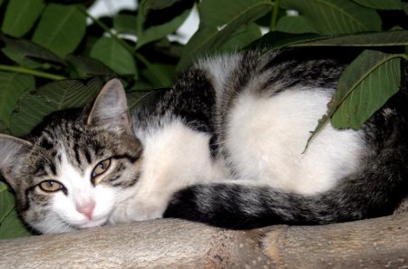 Cat - sleepy, cute, beautiful, cat, sleeping, kitty, cats, hat, cat face, paws, face, animals, pretty, beauty, sweet, kitten, lovely