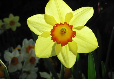 Flowers Rejuvenate life 06 - Flowers, yellow, photography, Daffodils, orange