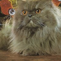 A gray persian cat