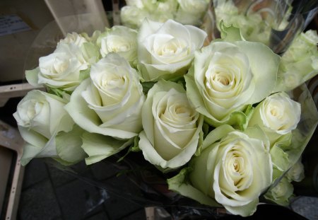 White roses for sale - white, green, roses, flower