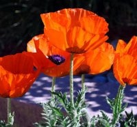 Summer Poppies