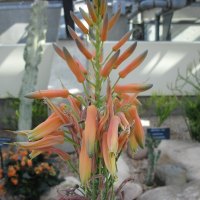 Flowers Rejuvenate life 15 ALOE 