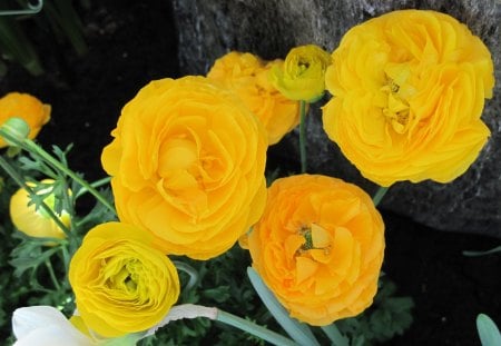 Flowers Rejuvenate life 19 - Flowers, yellow, garden, green, photography, Ranunculus, orange