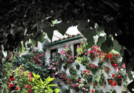 Cordoba's Secret Gardens - flowers, secret, nature, gardens