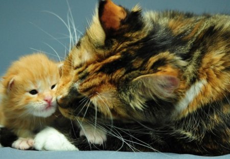 mother*s love - cat, love, animals, mother