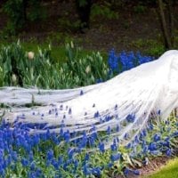 Peacock in flower garden