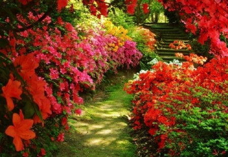 Azaleas - flowers, nature, azaleas, garden