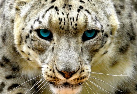 THE WILD STARE - snow, leopard, predator, cat