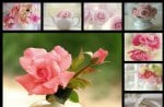 roses collage