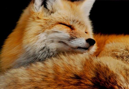 Relaxing - wallpaper, animals, cute, predators, nature, red fox, fox