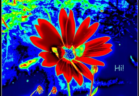 Midnight Flame - abstract art, hi, color, flower, art, greeting card, other