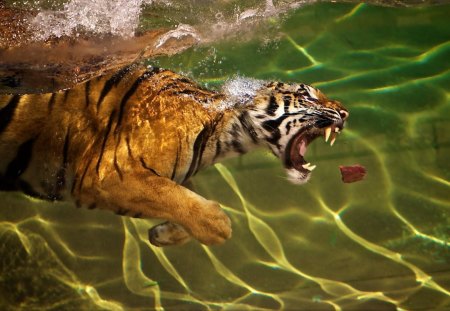 tiger feeding time - water, food, tiger, zoo