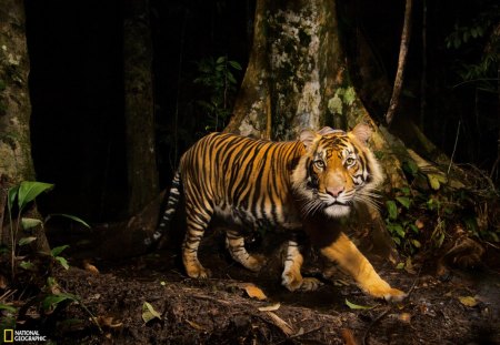 Tiger - jungle, animal, Tiger, forest