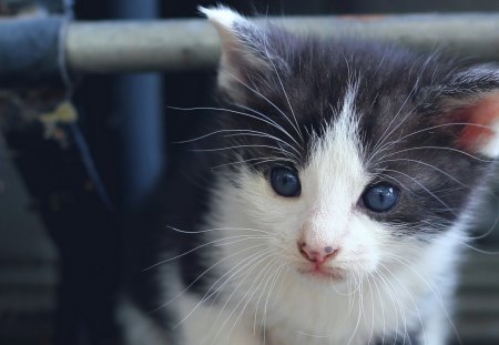 Cat - sleepy, cute, beautiful, cat, sleeping, kitty, cats, hat, cat face, paws, face, animals, pretty, beauty, sweet, kitten, lovely