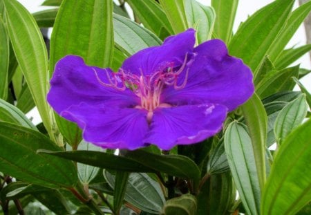 Purple flower - beautiful, flower, purple, pretty