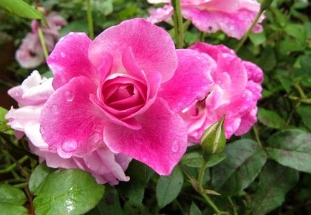 Pink rose - raining, pink, rose, pretty