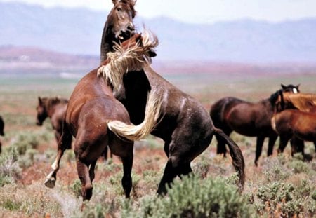 horses - animal, horses, horse, wild, animals