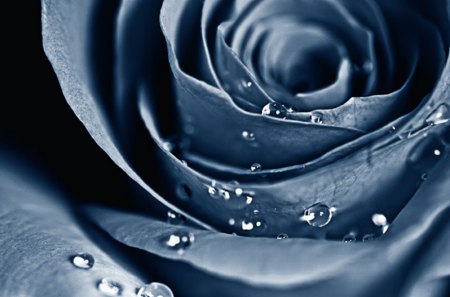 Blue Rose - roses, flowers, rose, blue