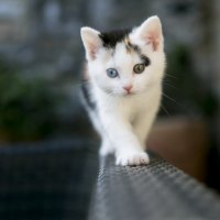 Cute Kitty