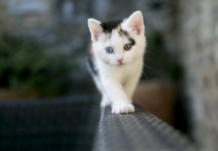 Cute Kitty