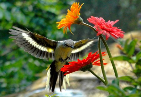 BIRDIE - flowers, spring, nature, bird