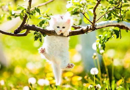 Cute Kitty - cat face, adorable, cat, animals, kitty, spring, kitten, paws, pretty, cats, green, sweet, tree, grass