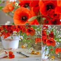 Poppies