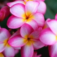 pink plumeria