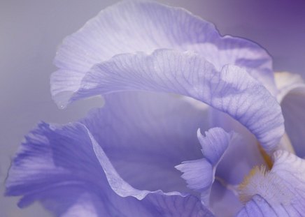 Iris by Sabine Dickens - flower, purple, iris, soft, beauty