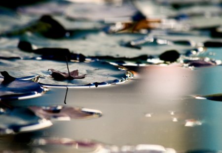 WATERLILIES - RAIN, FOREST, SUNRAYS, FIELDS, POND, RAINWATER, FLOWERS, SUNSHINE, GREENS, WATERLILIES