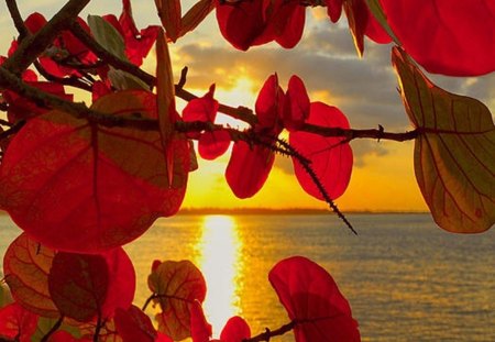 glowing red - beauty, nature, glowing, red, sunset, sea