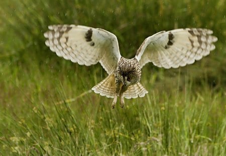 *** Owl in flight *** - buzzard, bird, birds, animal, animals