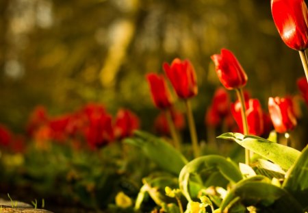 *** Red tulips *** - flowers, red, nature, tulips