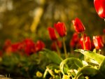 *** Red tulips ***