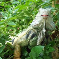 Lizard sits pretty