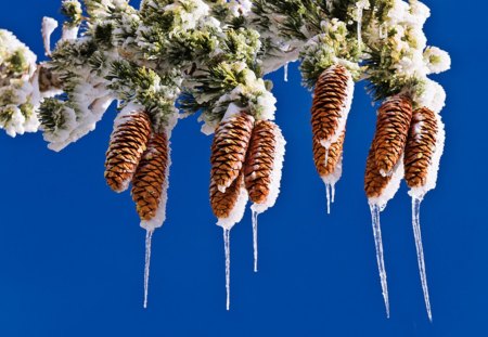 Pine cone - cone, winter, cones, pine