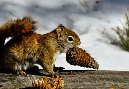 It's time for lunch - cone, lunch, squirrel, pine