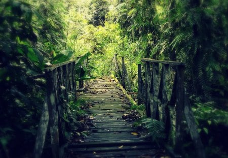 Wood Bridge - forest, green, wood, bridge