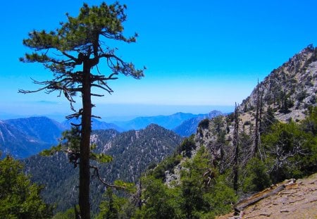 Lonely Tree near a Canyon Rim - Inspiring, Scenic, Imposing, Wonderful