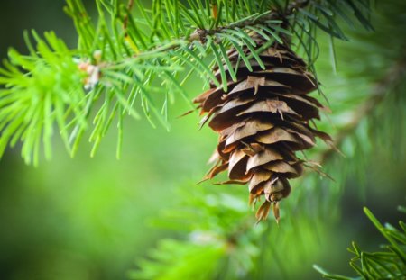 Pine Cone - cone, nature, cones, pine