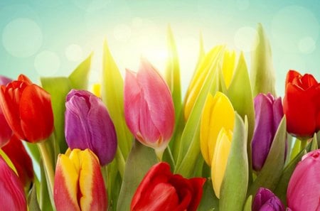 Spring tulips - flower, wallpaper, tulips, spring, tulip, new, nature, colors, colorful