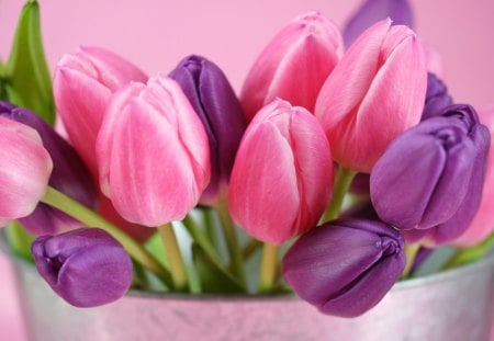 Pretty tulips - petal, nature, purple, flower, pink, tulip