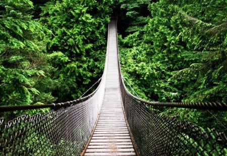 Bridge - nice, tree, green, majestic