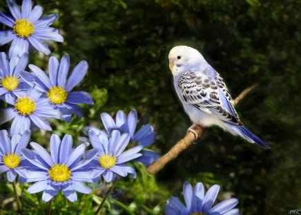 little blue bird - little, cute, bird, blue