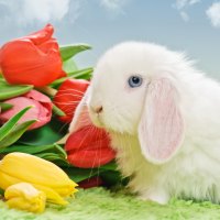 Tulips & White Bunny
